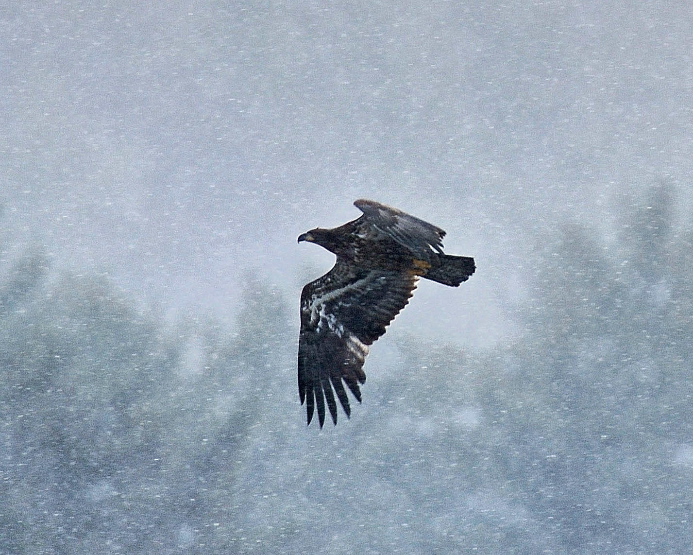 This immature bald eagle, probably one-and-a-half years old, is flying above the water near Mongaup Falls during a snow squall. There is usually enough water flow on the Mongaup River to keep some ice-free areas for eagles to forage. Eagles are opportunistic feeders, and they are not above feeding on a freshly killed animal carcass near a road. A few eagles get killed by vehicles in this manner; keep an eye out and slow down if you see a carcass near the road.